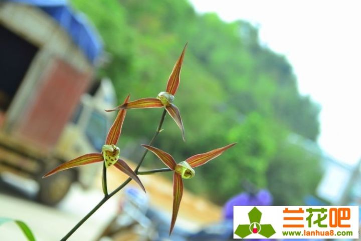 兰花叶尖枯焦是何致因，该如何防止