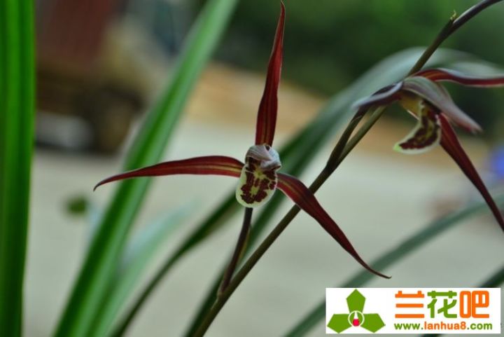 兰花叶尖枯焦是何致因，该如何防止