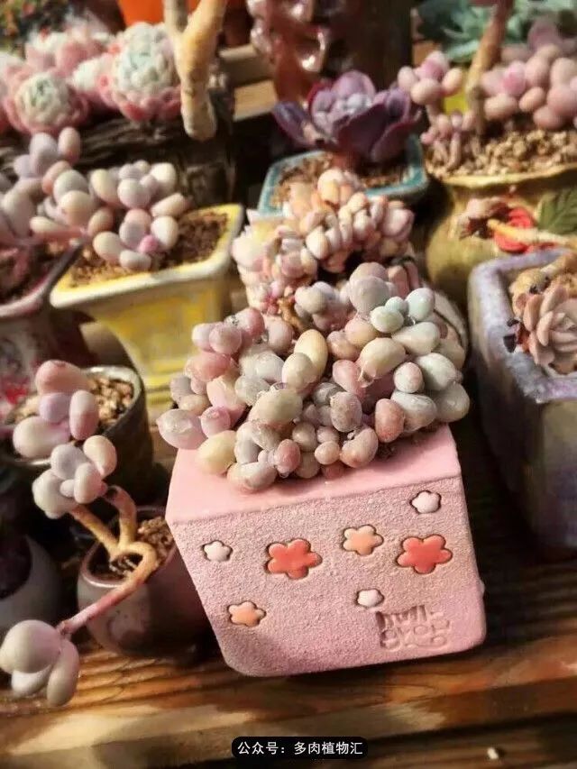 只有见过韩国肉友的阳台,才知道什么叫做物尽其用!