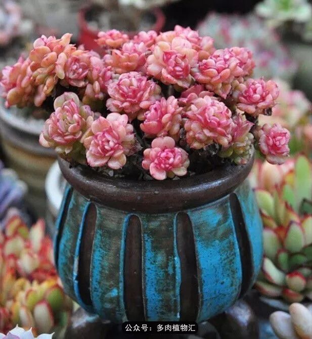 只有见过韩国肉友的阳台,才知道什么叫做物尽其用!