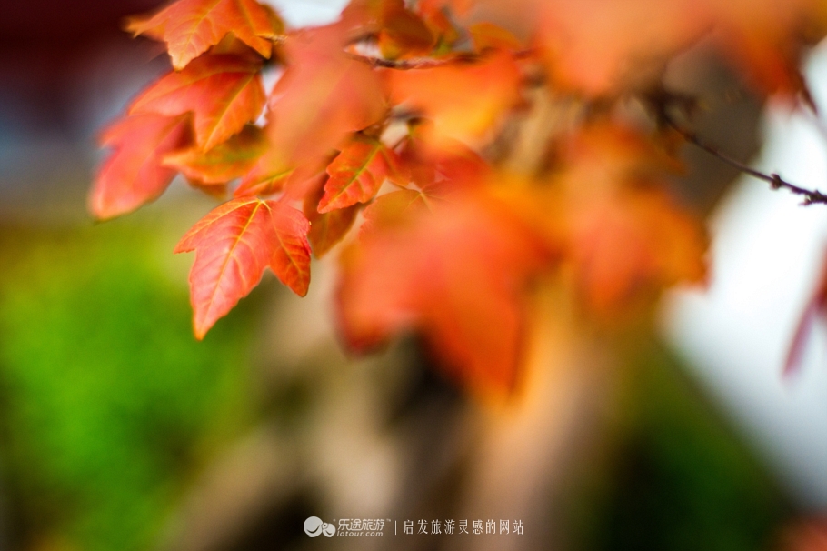 花朦胧雨朦胧鄢陵人17年倾情的花事