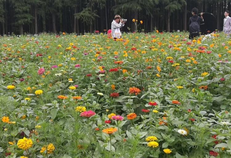 朋友,侬酒量哪能?国庆去共青森林公园拼一杯吧,iPhone8等着你