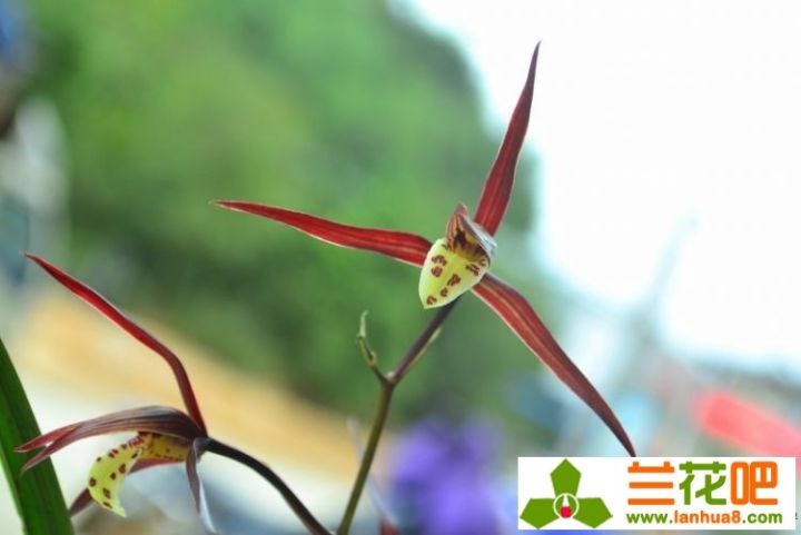 兰花叶尖枯焦是何致因，该如何防止