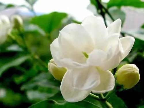 茉莉盆栽黄叶怎么办,风车茉莉叶子发黄是什么原因