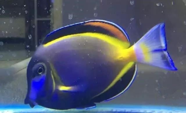 海水盐度降低可以治小白点吗,海水白点虫多少温度能杀死