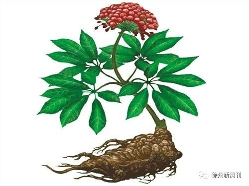 土三七也能吃吗,药店卖的三七是真三七还是土三七