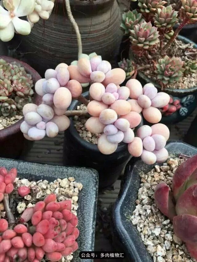 只有见过韩国肉友的阳台,才知道什么叫做物尽其用!