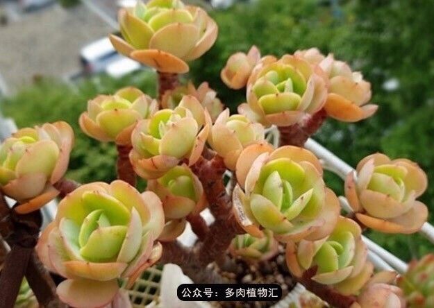 只有见过韩国肉友的阳台,才知道什么叫做物尽其用!