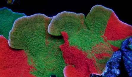 红单苞珊瑚可以嫁接吗,珊瑚树可以嫁接什么