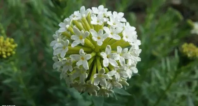 狼毒这种植物图片,狼毒植物是药材么