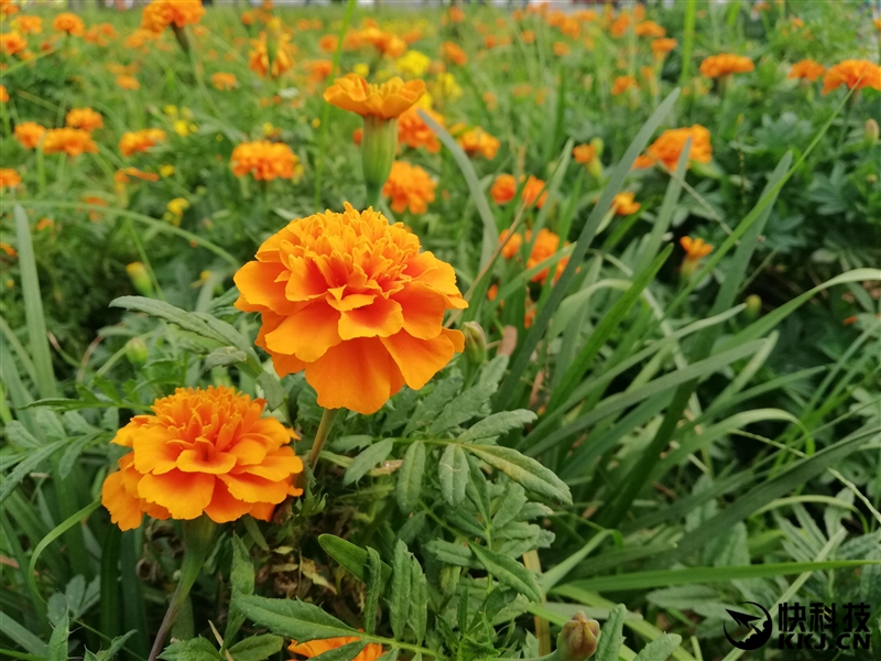 华为新机麦芒9测评,华为最新款手机mate10