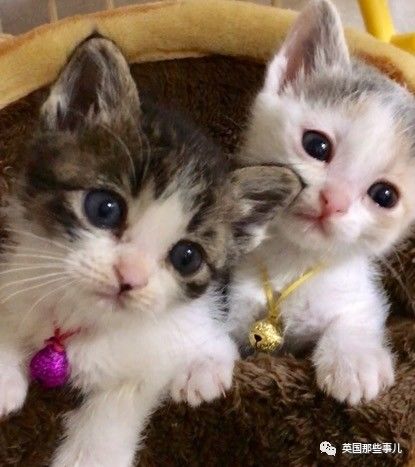 铲屎官养的猫夫妻,一对猫夫妇的铲屎官