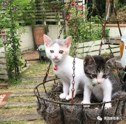 铲屎官养的猫夫妻,一对猫夫妇的铲屎官