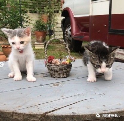 铲屎官养的猫夫妻,一对猫夫妇的铲屎官