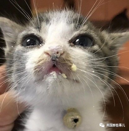 铲屎官养的猫夫妻,一对猫夫妇的铲屎官