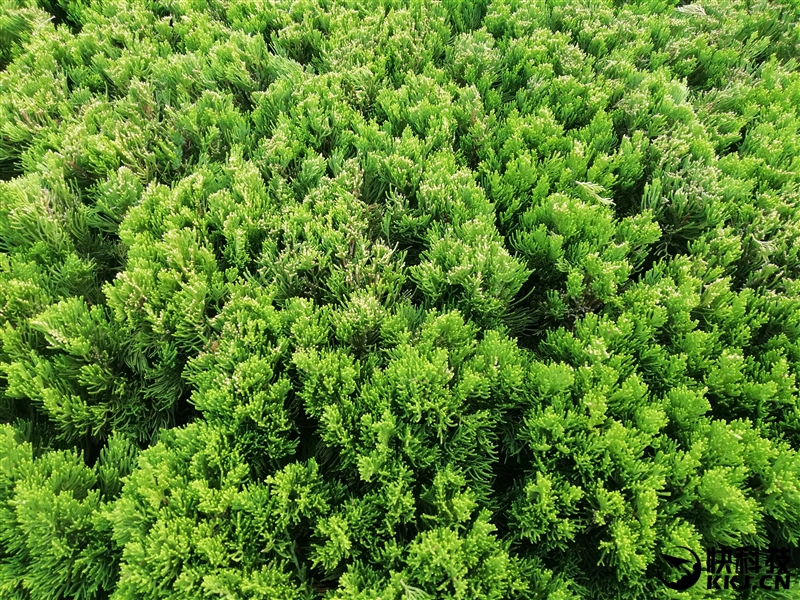 华为新机麦芒9测评,华为最新款手机mate10