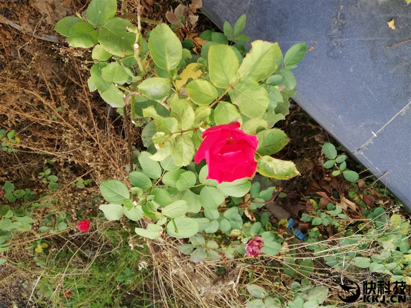 华为新机麦芒9测评,华为最新款手机mate10