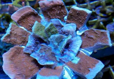 红单苞珊瑚可以嫁接吗,珊瑚树可以嫁接什么