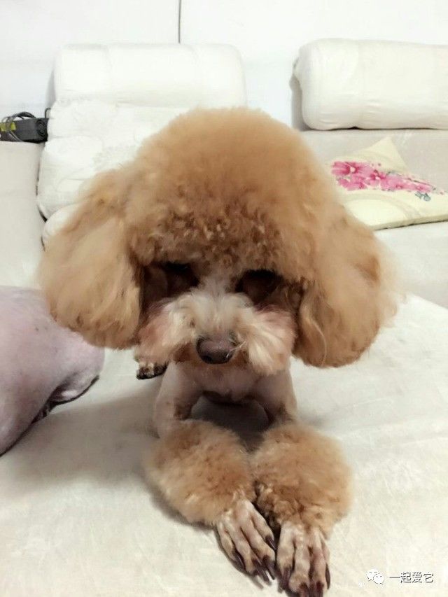 宠爱故事完整版,宠爱背景故事