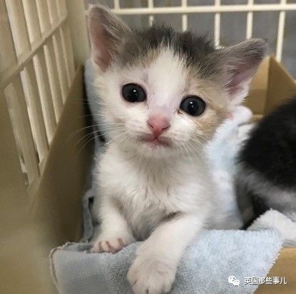 铲屎官养的猫夫妻,一对猫夫妇的铲屎官