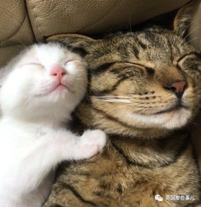 铲屎官养的猫夫妻,一对猫夫妇的铲屎官