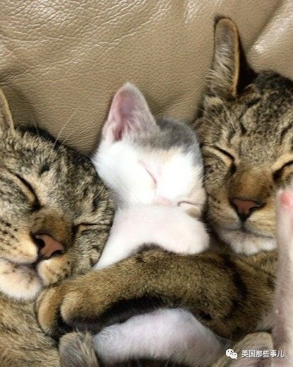 铲屎官养的猫夫妻,一对猫夫妇的铲屎官