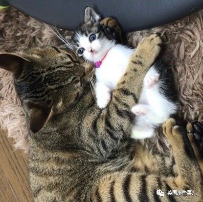 铲屎官养的猫夫妻,一对猫夫妇的铲屎官