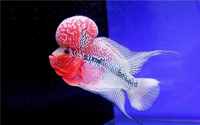 罗汉鱼内寄需要几个疗程,罗汉鱼内寄的虫子都啥样