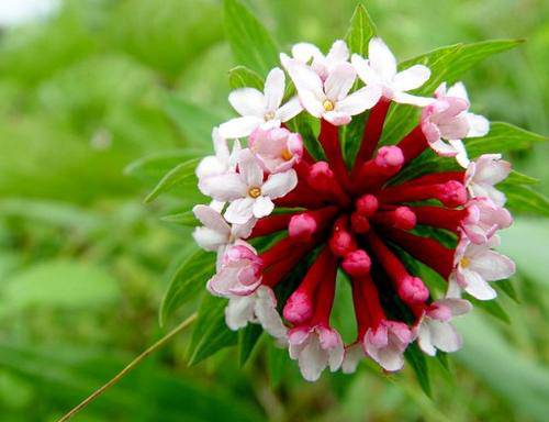 狼毒这种植物图片,狼毒植物是药材么