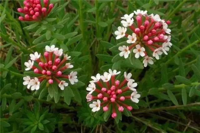 狼毒这种植物图片,狼毒植物是药材么