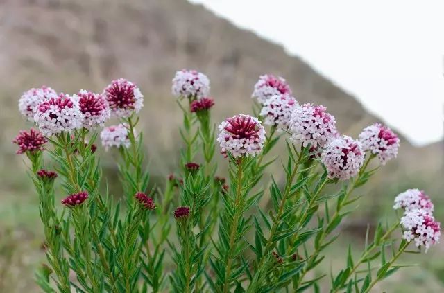 狼毒这种植物图片,狼毒植物是药材么