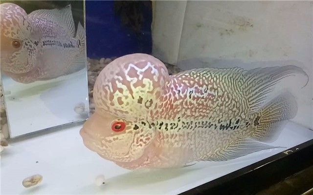 罗汉鱼内寄需要几个疗程,罗汉鱼内寄的虫子都啥样