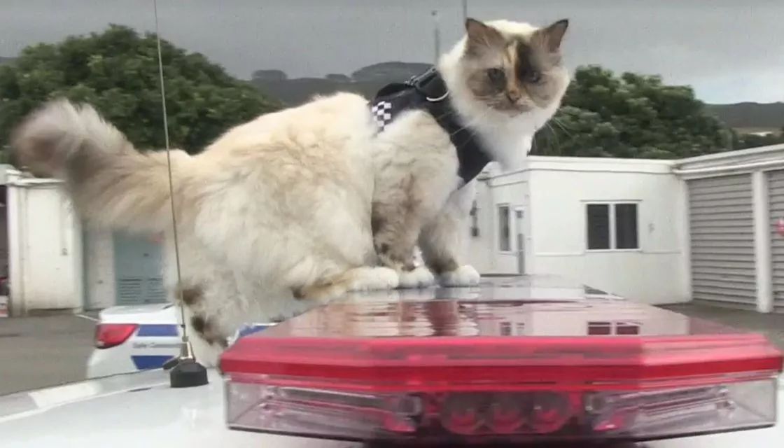 章莹颖案嫌疑人或被判死刑；华人代购假UGG或被罚200万；谷歌发布实时翻译耳机；新西兰华人画家性侵多名儿童