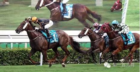 香港冠军马王,香港马拉松冠军颁奖仪式