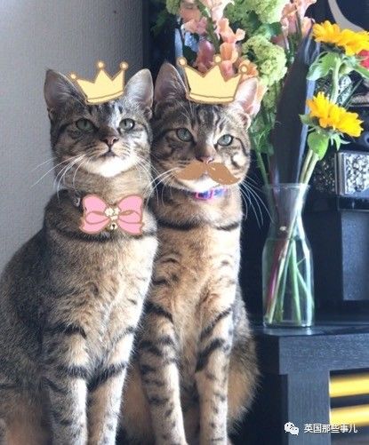 铲屎官养的猫夫妻,一对猫夫妇的铲屎官