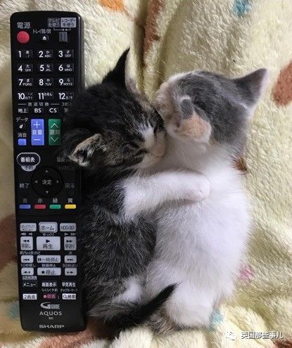 铲屎官养的猫夫妻,一对猫夫妇的铲屎官