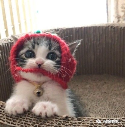 铲屎官养的猫夫妻,一对猫夫妇的铲屎官