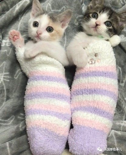 铲屎官养的猫夫妻,一对猫夫妇的铲屎官