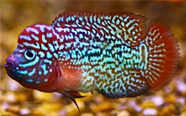 罗汉鱼内寄需要几个疗程,罗汉鱼内寄的虫子都啥样