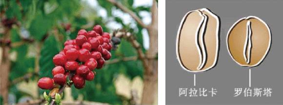 「咖啡常识」咖啡师学习培训基础知识大全