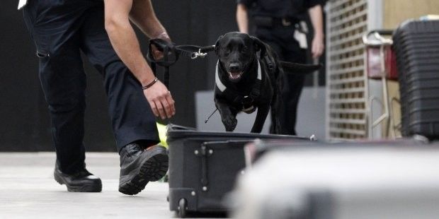 章莹颖案嫌疑人或被判死刑；华人代购假UGG或被罚200万；谷歌发布实时翻译耳机；新西兰华人画家性侵多名儿童