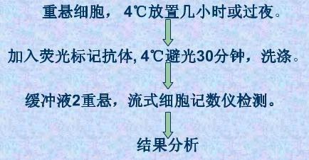 t细胞活化的指标用什么检测,t细胞检验