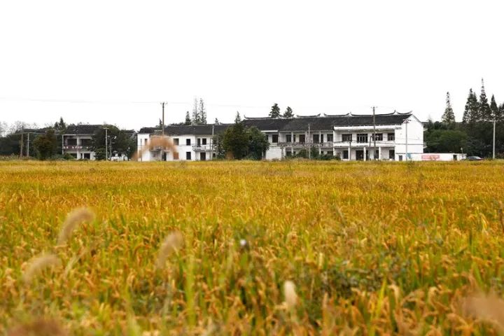 「砥砺奋进的五年·漕湖街道」十里漕湖，变化万千