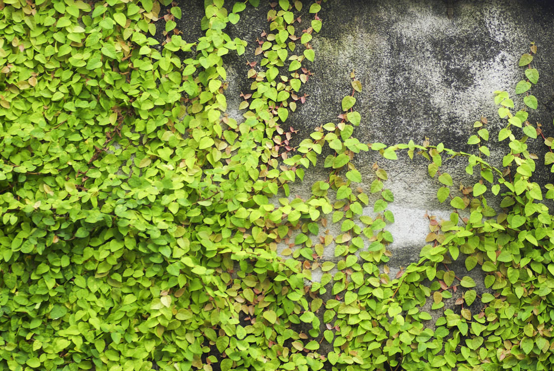 植物也懂循环利用,善于伪装的植物