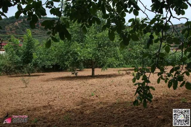 天水市委常委、副市长李晓东：我家门前清水流，漫山遍野鲜核桃！