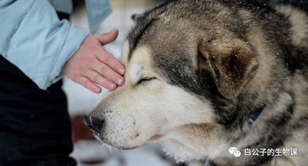 狗狗养护知识如何防止对狗狗过敏,对狗狗过敏的症状及治疗方法