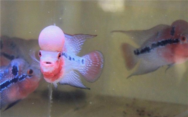 罗汉鱼内寄需要几个疗程,罗汉鱼内寄的虫子都啥样