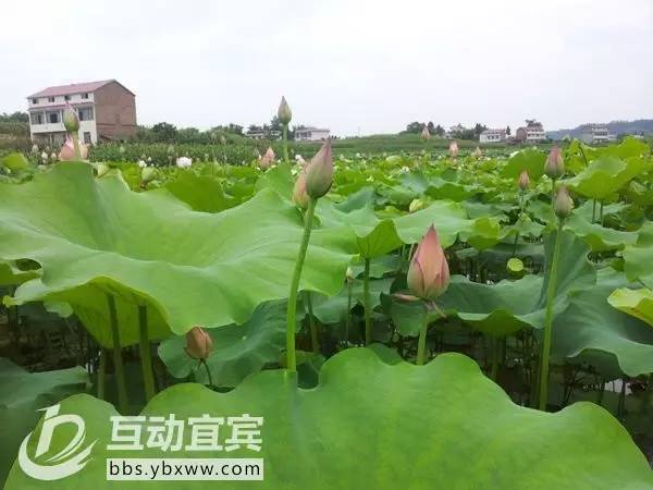 其实，只需26个字母，就能诠释宜宾！