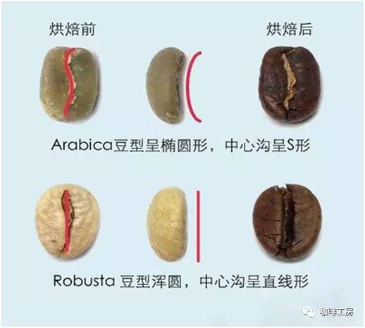 「咖啡常识」咖啡师学习培训基础知识大全