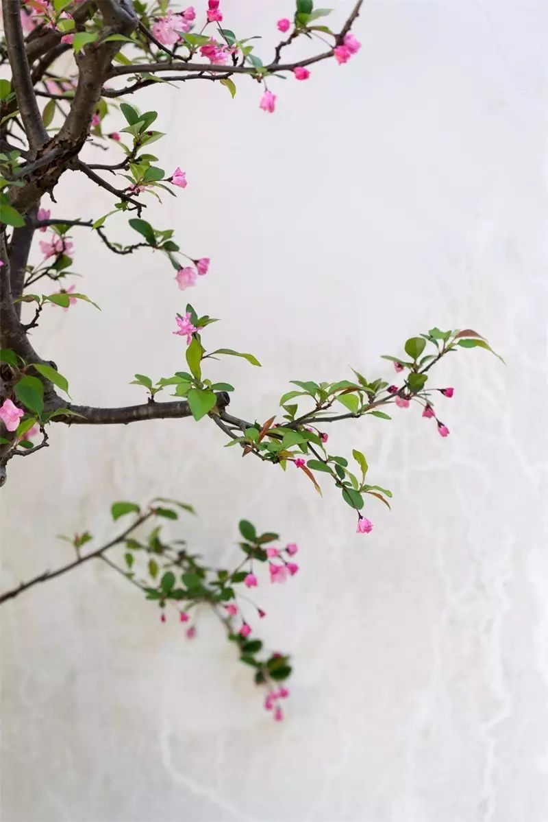 在魔都有十几套房什么体验,上海有什么私人园林